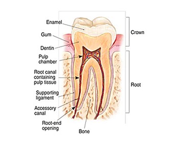 endodontics tooth illustration
